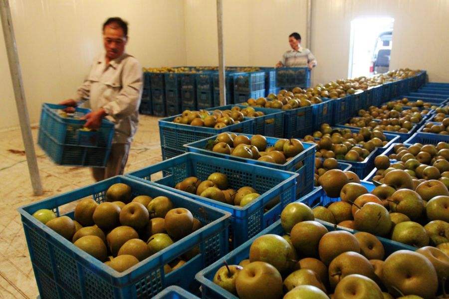 建一個1000平方果蔬冷庫，平均分5間造價多少