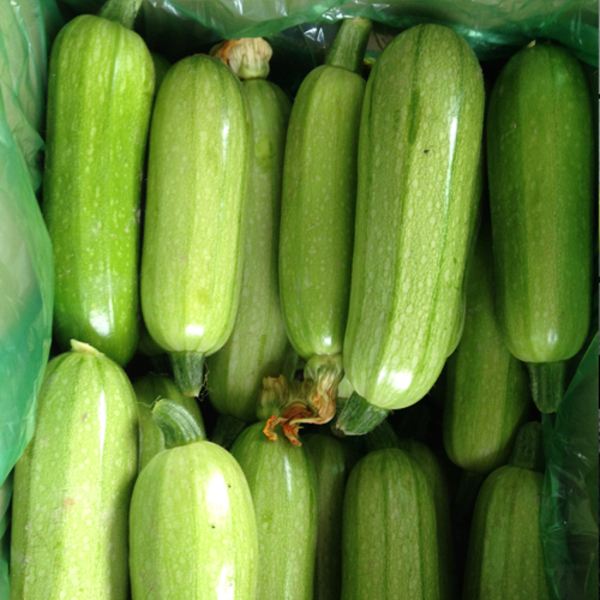 西葫蘆(葫蘆瓜)冷庫(kù) 西葫蘆(葫蘆瓜)冷庫(kù)