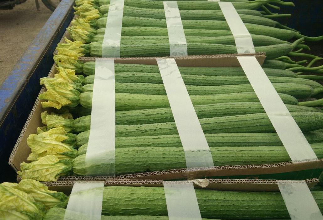 500噸絲瓜冷庫(kù) 500噸絲瓜冷庫(kù)