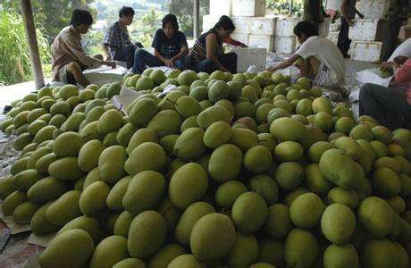 1000噸芒果冷庫(kù) 1000噸芒果冷庫(kù)