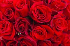 玫瑰花冷庫溫度多少度?安裝造價大概多少