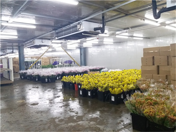 2萬(wàn)平大型鮮花冷庫(kù)(恒溫庫(kù)) 2萬(wàn)平大型鮮花冷庫(kù)(恒溫庫(kù))