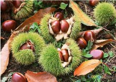 羅田板栗怎么儲(chǔ)存:板栗氣調(diào)保鮮庫(kù)安裝