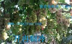 建造一個(gè)葡萄、獼猴桃、檸檬保鮮冷庫(kù)多少錢