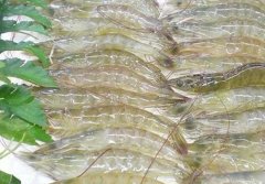 低溫海鮮凍庫建設  設備報價多少？