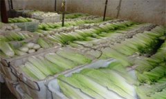 白菜保鮮冷庫(kù)建設(shè)及存儲(chǔ)管理